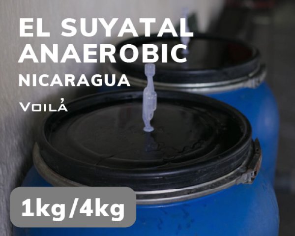 画像1: エル・スヤタル農園　アナエロビック【豆のままでのお渡し】 (1)