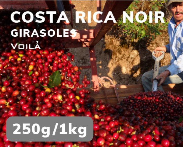 画像1: 【ヴォアラの深焙り】コスタリカ・ ノアール (1)