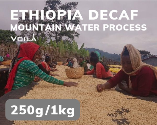 画像1: 【デカフェ】エチオピア (1)