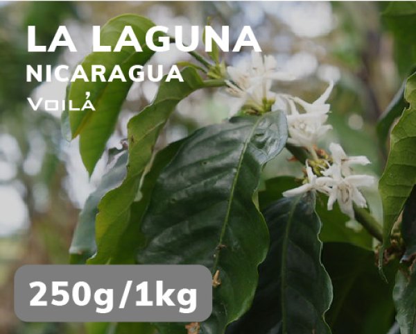 画像1: ラ・ラグーナ農園 (1)